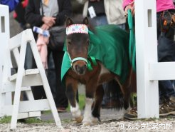 1番人気のポニー・すーちゃん