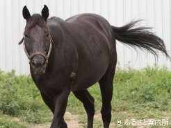 種付けでは気の強い牝馬相手でも動じません