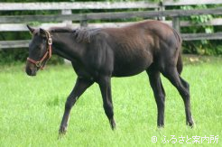 ヤマニンシュクル2008～3