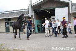 歩様チェックを終えて馬房へ向かう