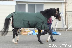 勝ち上がり率の高い種牡馬として人気を集めている