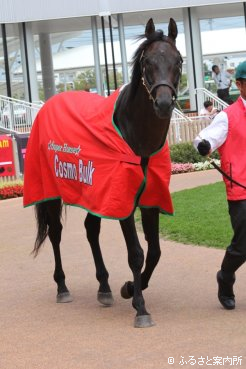 函館競馬場でファンに元気な姿を披露したコスモバルク