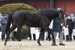 オーラスを飾った満口御礼の実績馬ブラックタイド