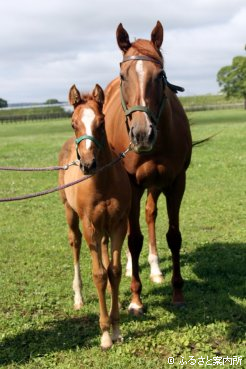 当歳は父キングヘイローの牡馬