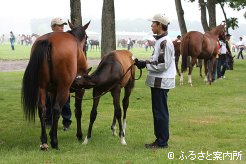 3日目は「セレクトセール2012」の当歳セールを朝の展示から見学