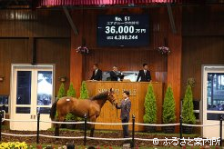 2日目は「セレクトセール2012」の1歳セールを見学