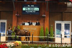 当歳セールでは離乳前の当歳馬が母馬と一緒に上場する様子が見学できます