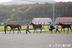 メイショウマンボの活躍でスタッフの士気も高まっている