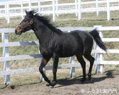 種付料は生後条件10万円に設定