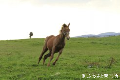 写真３ [駆ける]