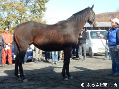 研修対象馬の1頭(カシマフラワー、14歳、牝)