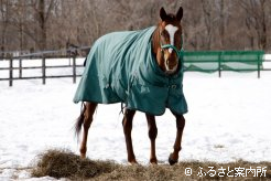 母ホットプレイの後継として期待されている