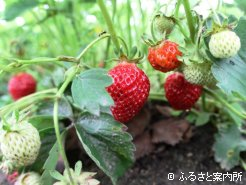 参加者男性は軽種馬牧場のほか、野菜・果物栽培に励む方も含む
