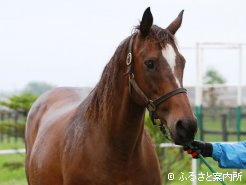 日本でも実績十分のマキャヴェリアンの血統