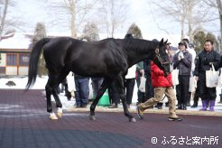 2頭のタイトルホースの父となったロージズインメイ