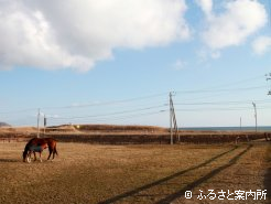 太平洋が見渡せる牧場の放牧地