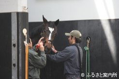 BTC診療所で目の検査を受ける2歳馬