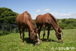 インディウムの母セブンバイセブン(左)と今年生まれた当歳馬(右)　※写真／パカパカファーム提供