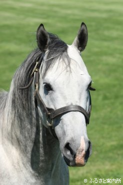 2016年ファーストクロップサイアーのJRA初勝利第1号となったジョーカプチーノ