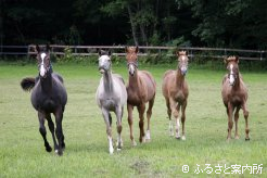 元気一杯の当歳馬たち。写真中央がポットアカデミーの2014(牝、父ダンスインザダーク)