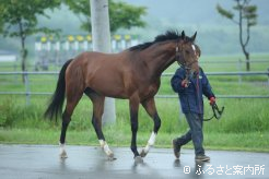 検査を終えて帰路に着くジョーカプチーノの半弟ジョーエクスカリバ(父ディープインパクト)