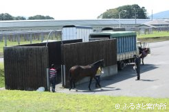 JRA日高育成牧場に到着したJRAのサマーセール購買馬