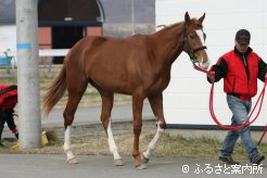 2003年東京盃(G2)優勝馬ハタノアドニスの半妹(父メイショウボーラー)