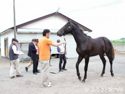 最優秀賞(牡の部)はラヴリーハントレスの2012