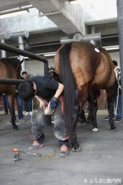 競技用馬の蹄の形に蹄鉄を合わせる