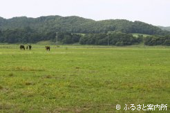 母仔にはたっぷりの放牧地が用意されている