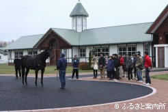 バゴなど繋養種牡馬を見学