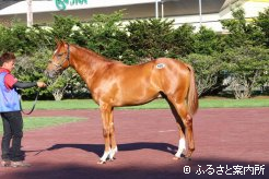 高額２位「タイキマドレーヌ2011」