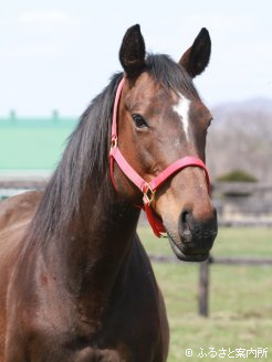 コテキタイの母チアリーダーは今年17歳の繁殖牝馬