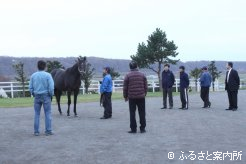 新種牡馬に熱い視線を送る牧場関係者