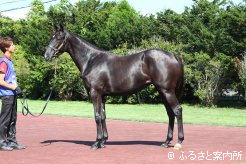 牝馬最高価格No.556「ツルマルオトメ2011」