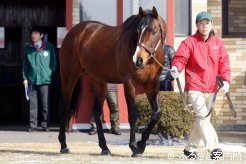 新入厩の実績馬ジャングルポケット