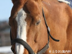 日中はリラックスした時間を過ごし、種付けに備えている