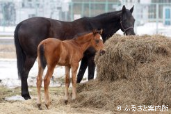 母ヴィエールソンリも良血馬