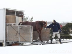 ブリーダーズスタリオンステーションに到着したデュランダル