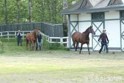 シンガポールでの活躍が期待される日本産馬