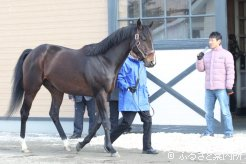 カレンブラックヒルとマイクを握る平田修調教師