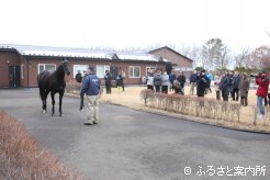 厩舎と展示場間を何度も往復したパイロ