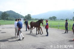 JRA職員による馬体検査
