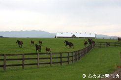 広い放牧地で鍛えられている