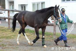 検疫施設に入厩する現役競走馬