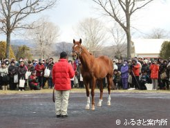 フェブラリーS(G1)で産駒2頭出しのアグネスデジタル