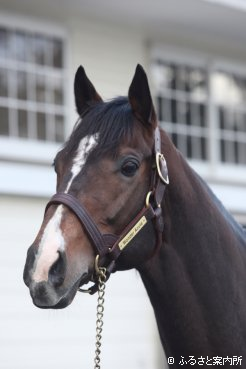 アロースタッドの新種牡馬ワンダーアキュート