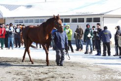 一流種牡馬への登竜門を父仔制覇したトビーズコーナー。雄大な馬格にも注目が集まった