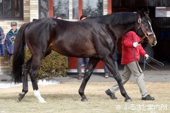 次世代の看板種牡馬として期待されるブラックタイド