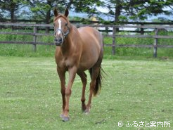 母のブラボーサンライズ
